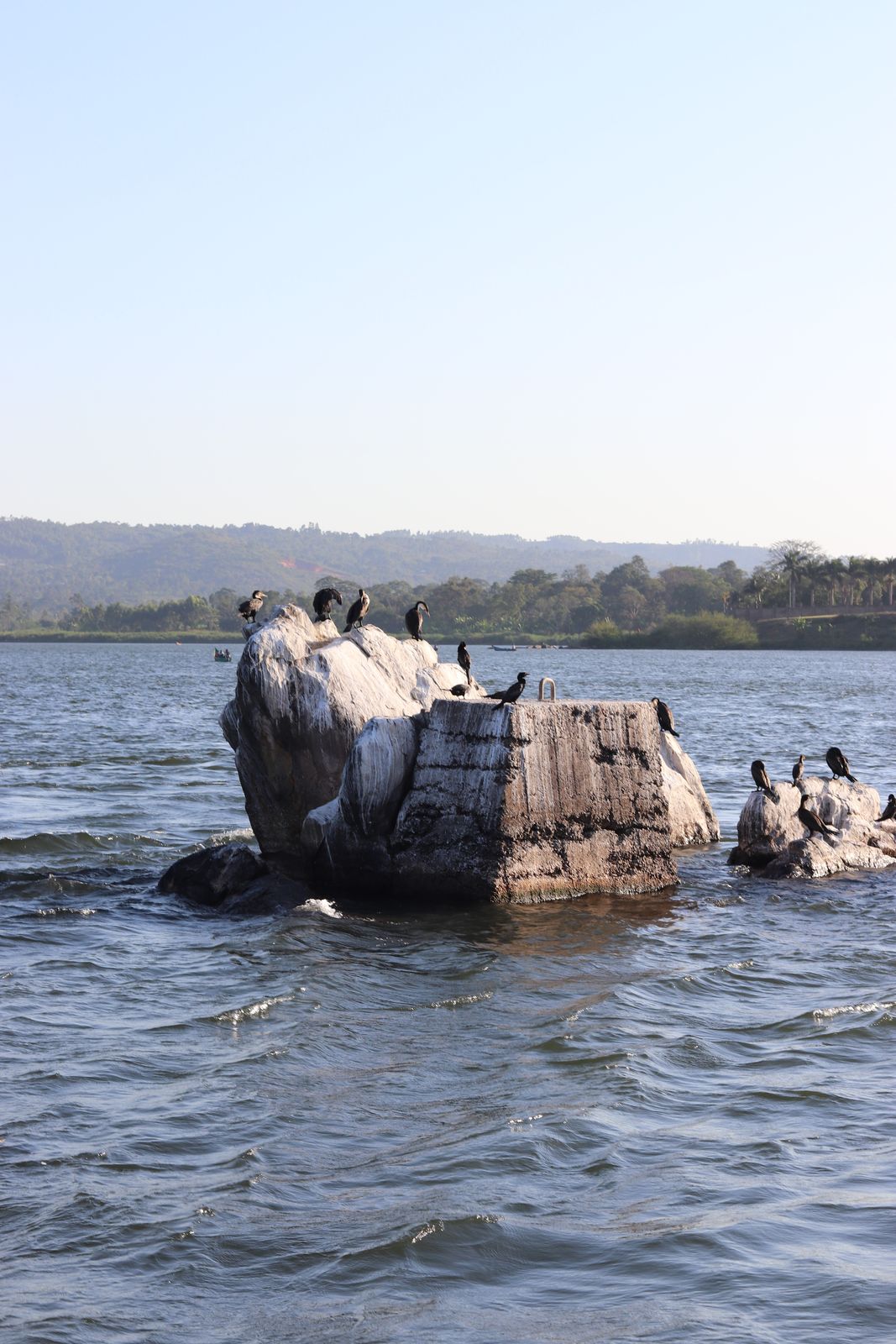 Birds perched on rocks in the middle of a river