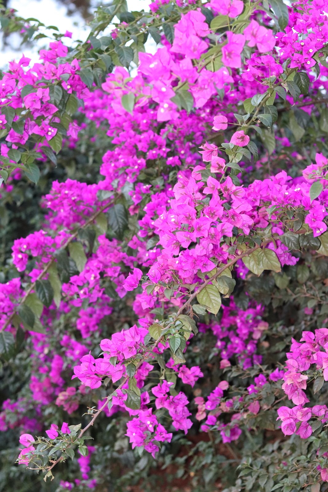 Bright pink bougainvillea in full bloom